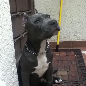 American Staffordshire Terrier