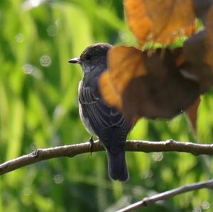 Spotted Flycatcher