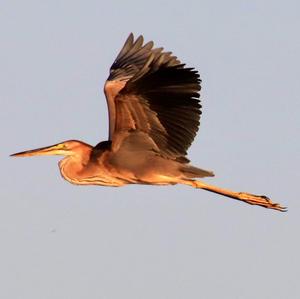 Purple Heron