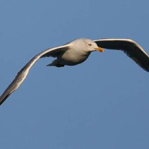 Herring Gull