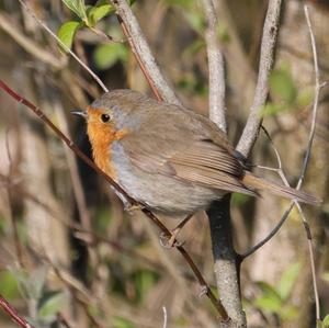 European Robin