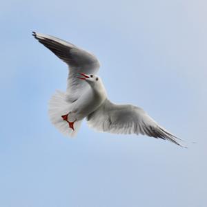 Black-headed Gull