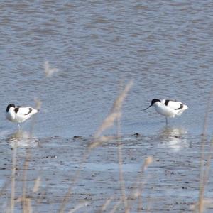 Pied Avocet