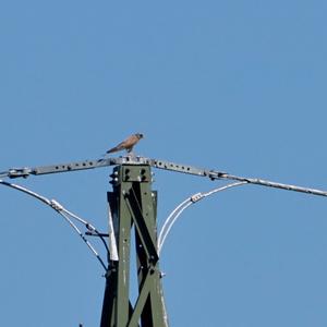 Common Kestrel