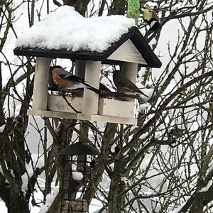 Eurasian Bullfinch