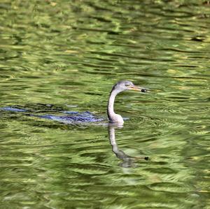 Amerikanischer Schlangenhalsvogel