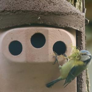 Blue Tit