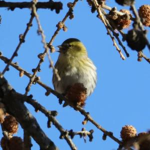 Eurasian Siskin