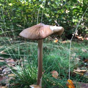 Fawn Mushroom