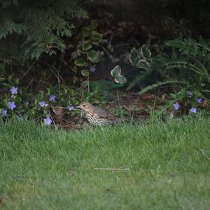 Song Thrush