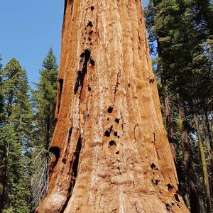 Giant Sequoia