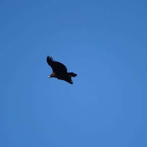 Cinereous Vulture