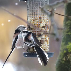 Long-tailed Tit