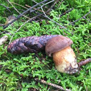 Bay Bolete