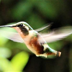 White-bellied Woodstar