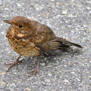 Eurasian Blackbird