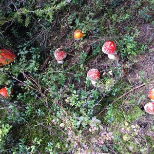 Fly Agaric