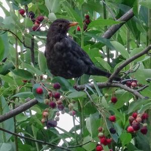 Eurasian Blackbird