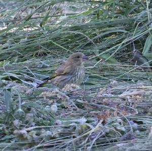 European Greenfinch