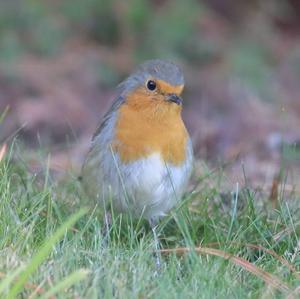 European Robin