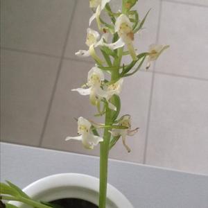 Lesser Butterfly-orchid