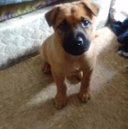 Unknown Breed