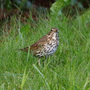 Song Thrush