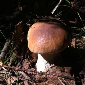 King Bolete