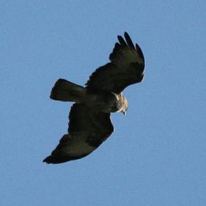 Common Buzzard