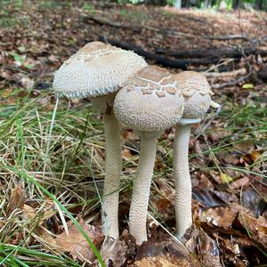 Parasol Mushroom