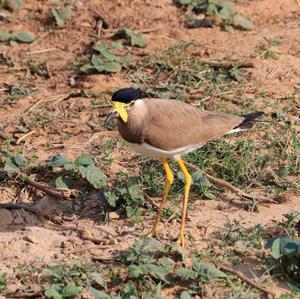 Yellow-wattled Lapwing