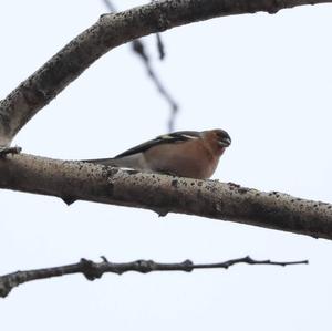 Eurasian Chaffinch