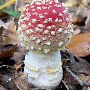 Fly Agaric