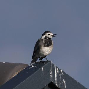 White Wagtail