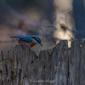 Wood Nuthatch