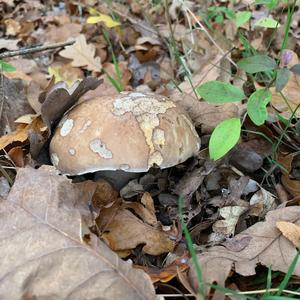 Summer Bolete