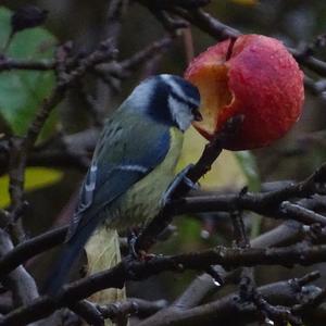 Blue Tit