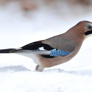 Eurasian Jay