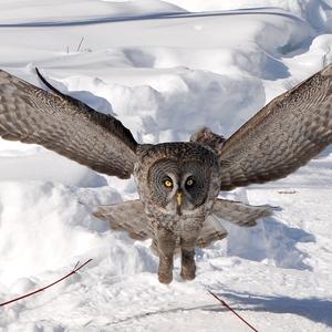 Great Grey Owl