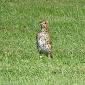 Song Thrush