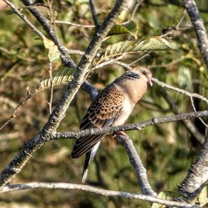 Oriental Turtle-dove