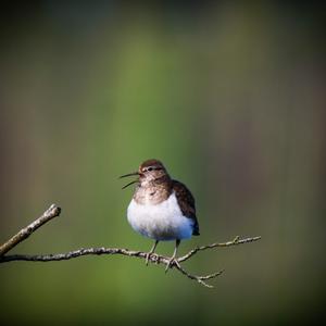 Common Sandpiper