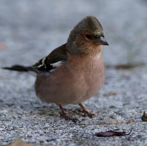 Eurasian Chaffinch