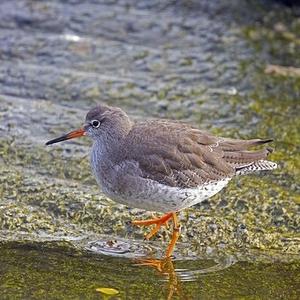 Common Redshank