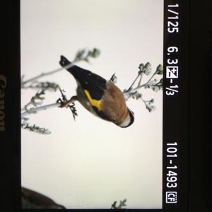 European Goldfinch