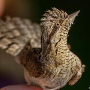 Eurasian Wryneck