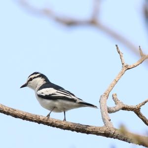 Pied Triller