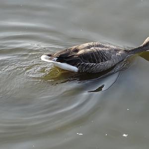 Greylag Goose