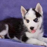 Siberian Husky