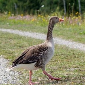 Greylag Goose